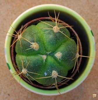 Cactus pentagonal